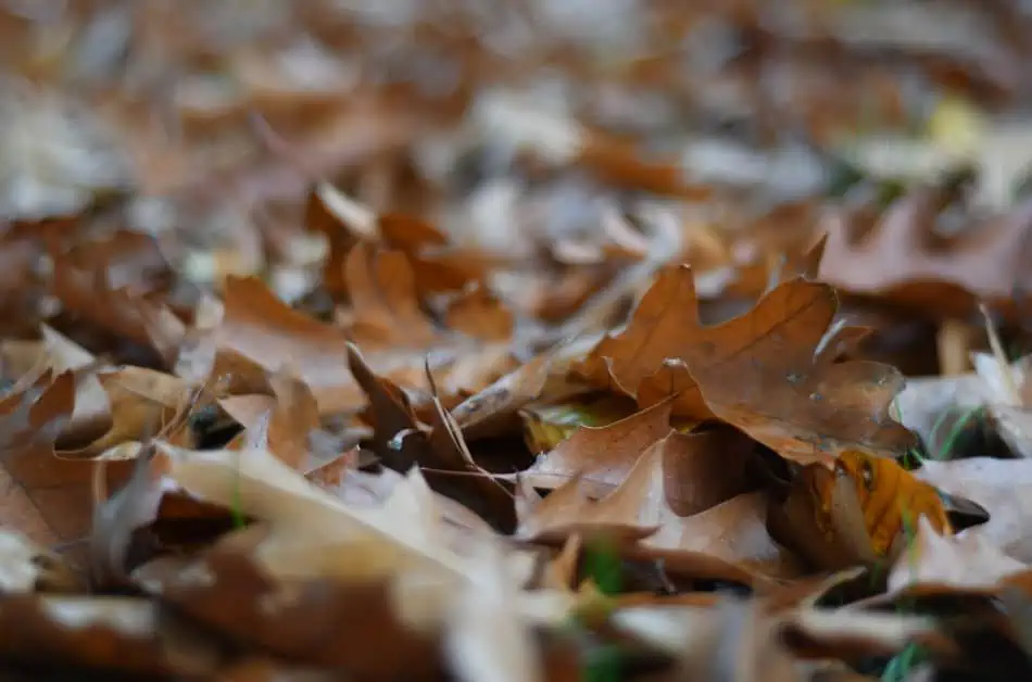 adding browns can help control maggots in your compost