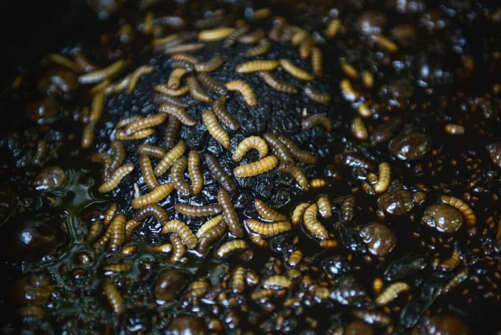 Are Maggots In Compost Bad Should You Get Rid Of Them   Maggots In Compost New Featured 1024x684 