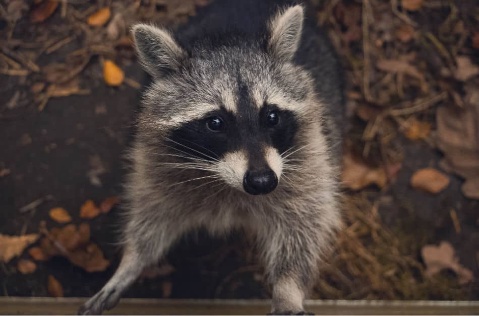 pee on your compost to deter raccoons