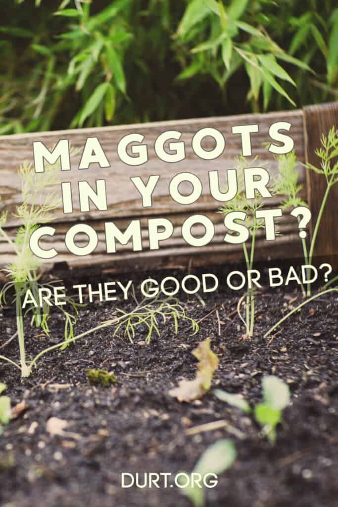 are maggots in your compost good or bad