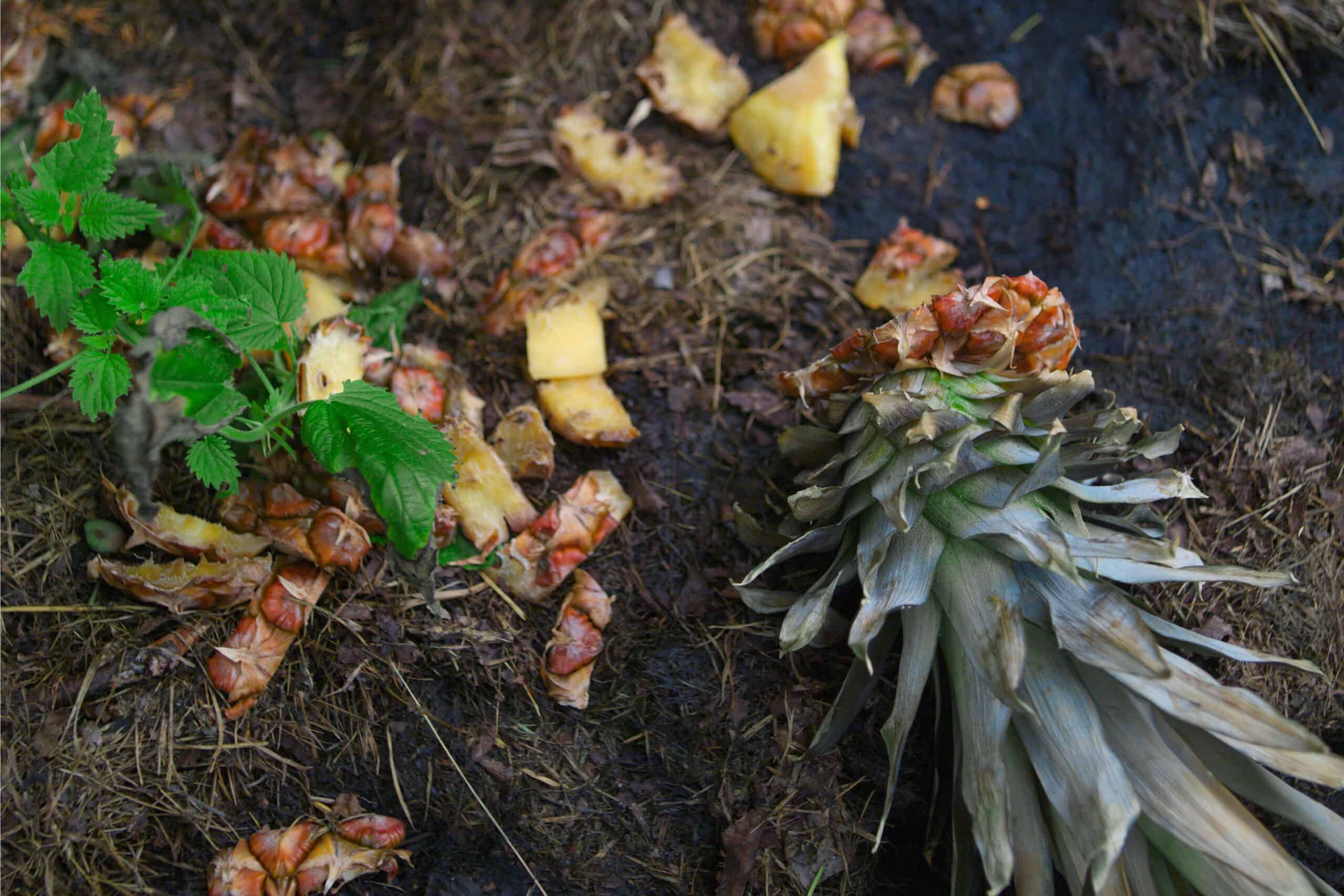 Can You Compost Pineapple? (Don't Risk Ruining Your Pile)