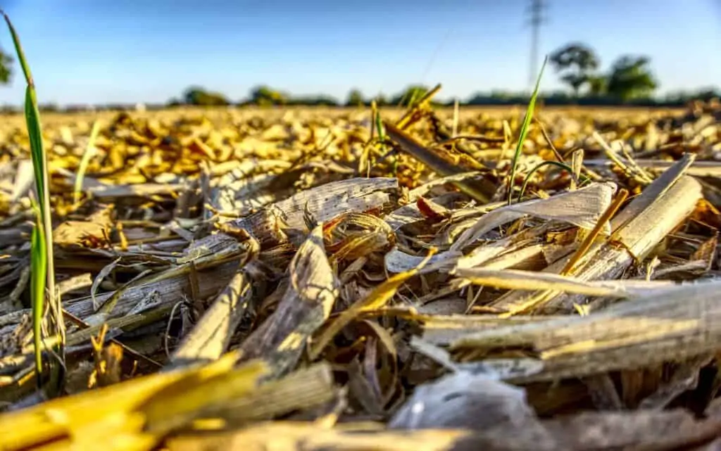 compost corn cobs and corn stalks