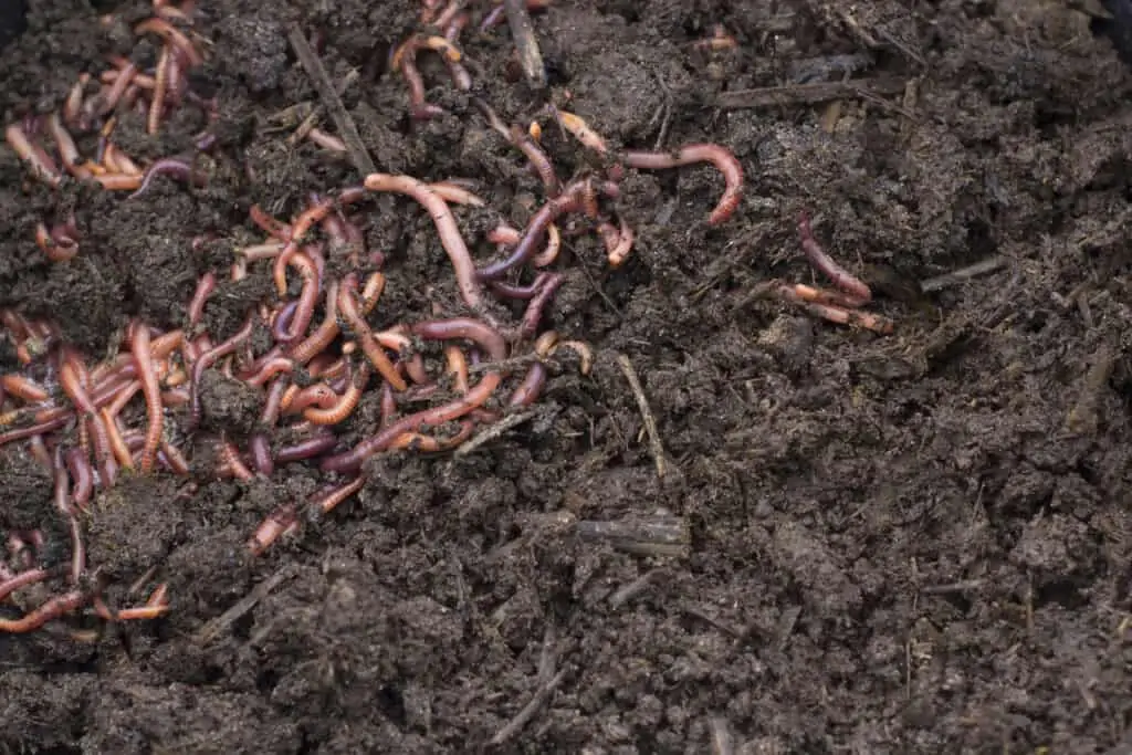 how fast do red wigglers reproduce in compost